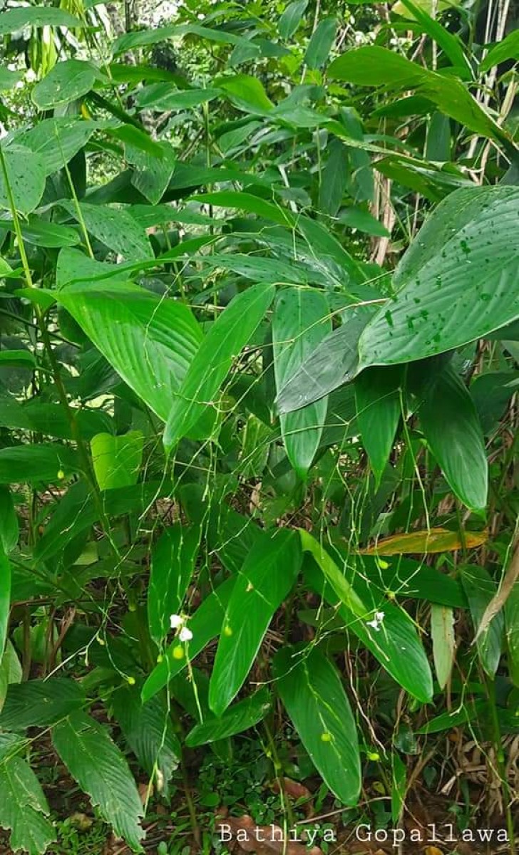 Indianthus virgatus (Roxb.) Suksathan & Borchs.